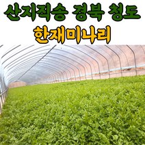청도 한재 미나리 1kg 2kg, 1개