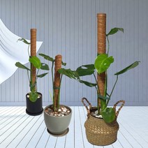 수태봉 30cm 40cm 50cm 60cm 100cm 곰팡이 걱정없는 플라스틱봉 몬스테라 지지대 코코넛봉 원예용 벨크로가든 타이, 식물용 고정 벨크로가든타이, 15mm*2M