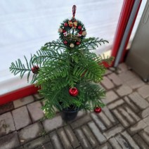 크리스마스트리 아라우카리아 대품 299, 1개