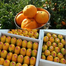 #[행복농장]당도선별 제주 하우스 제철노지 고당도 감귤, 1box, 제주감귤 5KG/소과