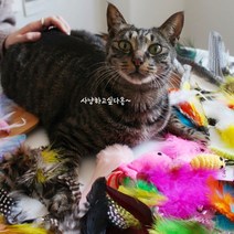 고양이 움직이는 사냥놀이 장난감 고양이 레이저 낚시대 68종, 선택사항, 48번