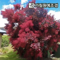 안개나무 자엽안개 가림원예조경, 자엽안개(로얄퍼플) P9cm포트(2개세트), 1개