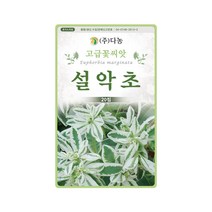 꽃씨앗 설악초 씨앗 20립 초설초 대극과 한해살이, 단품