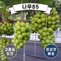(나무85) 포도나무묘목 8종 시리즈, 11. 켐벨 삽1(2주묶음)