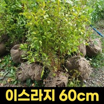 이스라지 60cm 산앵두묘목 앵두나무화분, 1개