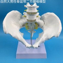 요추모형 인체모형 추간판탈출증 요추 척추 뼈모형, D타입 자연대남성 골반부 이절요추
