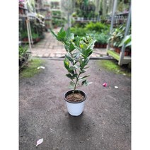 레몬나무 과실수 과실나무 40-70cm 155 레몬품종 랜덤 오렌지레몬 레몬 왕레몬 랜덤발송