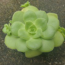 [수암다육] 오르비쿨라리스 랜덤발송 Crassula orbicularis 다육 다육이 다육식물 574, 1개