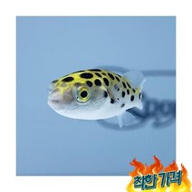 키우기쉬운 열대어 [복어] 초록복어 4cm내외 물고기 키우기