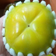 [나무판매] 태추 단감 ( 알이 큰 신품종 단감 ) 배맛나는단감 묘목판매 자연농원, 태추단감 특묘, 1개