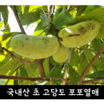 [국내산/국산] 냉동 포포나무열매 재배 천연항암제 1kg 2kg 포포나무 열매 포포열매 이색과일 신기한 열대과일 아세토제닌 항암 포포 고당도 생 고 당도 초고당도 산지직송 햇, 1개