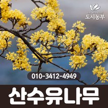산수유나무/실생1년/뿌리묘/20주묶음/1등묘/산수유/꽃/열매/나무/묘목/조경수/도시농부, 실생1년/뿌리묘/20주묶음