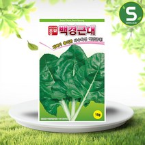 백경근대씨앗 15g 근대 씨앗 종자 다수확성, 1개