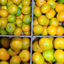 [특가이벤트]제주 노지귤, 5kg x 1 box