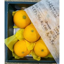 제주 산지직송 고당도 황금향 황금귤 선물용 2kg 3kg 5kg, 1개, 선물용 황금향 2kg