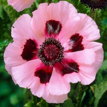 뿌리] 꽃양귀비(숙근)-리틀댄싱걸 : 10cm분 Q1610