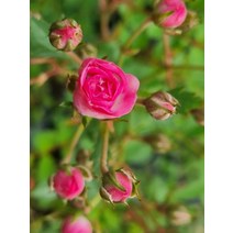 찔레장미(10cm포트) 겹꽃 노지월동 야생화 정원 카페