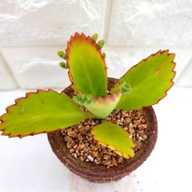 러브코리아 만손초 다육이 풍성하고 예뻐지는 다육 식물 분별도 랜덤1-15, 단품, 1개