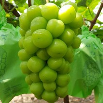 국내산 고당도 샤인머스캣 (800g / 1kg / 1.5kg / 2kg), 국내산 샤인머스캣(800g/특1수)