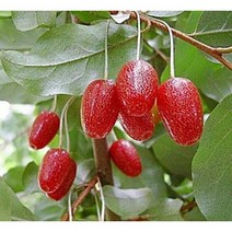 [농업의 신]보리수나무 2년생묘목 과실수 정원수