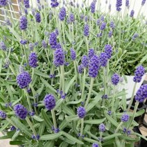서비내 잉글리쉬 라벤더 English Lavender 소형 허브 월동식물 생화 화분 화초 여름꽃 보라색꽃
