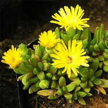 모종 [사철채송화] 노랑색 (포트묘) 10개 W0550