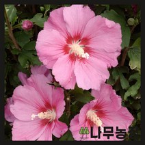 (나무농장) 무궁화 핑크자이언트 P9 포트