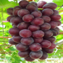 [가산원예조경] 포도나무 홍주시들러스 삽목1년 5주묶음