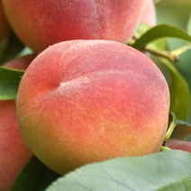 [충북농원] 천중도엑셀라 백도 복숭아나무 묘목 - 접목1년생상묘, 단품