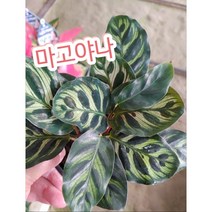마고야나/부부초라는거 잊지말아요