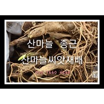 산마늘종근 40주 산마늘모종 산마늘씨앗재배, 1개