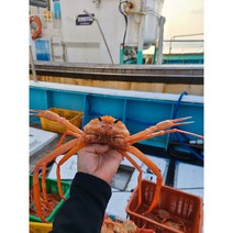 안녕수산물 나홀로 홍게 3kg 자숙 제철 박달 삼척 속초 영덕 포항 선주직송, 프리미엄 연지홍게 5kg내외 20-25마리