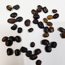 회화나무씨앗50g(립수:300립)