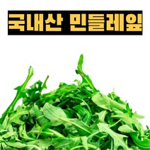 국내산 생 민들레잎 400g 1kg 쌉싸름한 나물 된장국 나물요리 나물무침 생나물 봄나물 민들레나물 생민들레 선별 수확, 1개