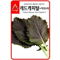 경수채 교나씨 레드캐피탈 적경수채 3g, 본상품선택