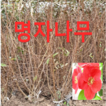 (성실D)명자나무 묘목 키100센치(분) 4그루, 1개