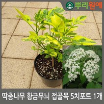 딱총나무 황금무늬 접골목 5치포트 1개 뿌리원예/약용