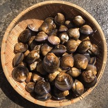 뿔소라1kg 개조개 제철 캠핑모듬조개 해물찜 탕 해산물 수산물 어패류 바지락 째복 명주 비단 갈미 백합조개 백상합 모시 대왕 참가리비구이 키조개 전복 삐뚤이 참소라 밀고동 돌조개, 3개, 3kg