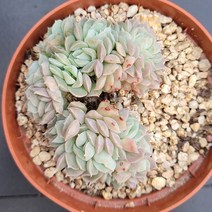 꽃다리 지로철화 10 다육식물 다육철화 아이만배송, 1개