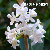 목서나무 가림원예조경, 은목서 삽목 3년생(5개세트)