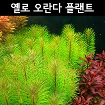 [수초아쿠아] 옐로 오란다 플랜트 / 구피 물고기 새우 초보 수초 어항, 1촉