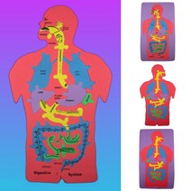 인체 내부 구조 퍼즐 소화기 계통 EVA 15조각 장기 영어 한글 표시 과학 교구 위장 기도 심장 대장