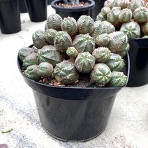 미니오베사 동글동글 실내공기정화 인테리어 다육식물, 1개