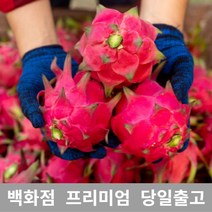 가락청과네 용과 5kg 선물 과일 열대과일 과일, 1, 쿠팡 본상품선택