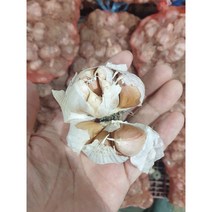 의성 씨마늘 마늘 1kg 저장 종자 햇마늘 흙 생마늘, 1개