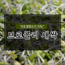영암새싹채소 최저가 쇼핑 정보