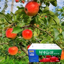 껍질째 먹는 청송 꿀 사과선물세트_부사 5kg 21-22과, 단품