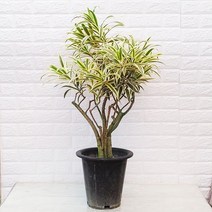 [하늘꽃농원] 드라세나 송오브인디아 대품 고급스러운 무늬 황금 잎, 1개