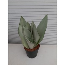 문샤인/산세베리아/3촉, 1개