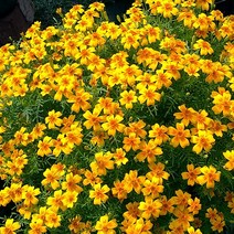 [모야모 꽃씨] 식용메리골드 씨앗, 혼합색 30립, 1개